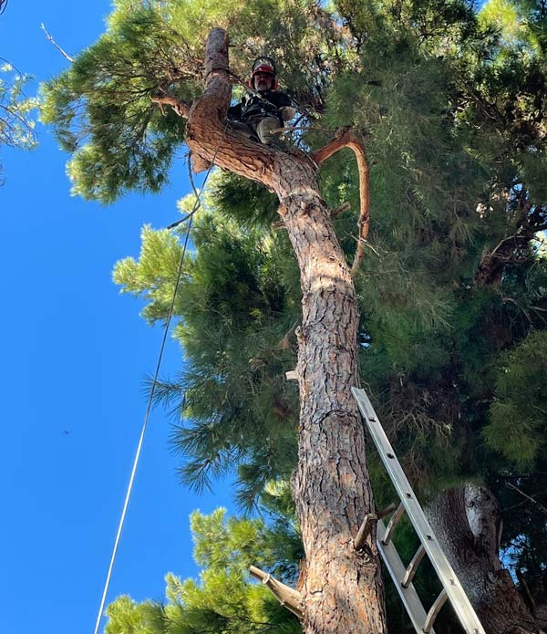 elagage-elagueur-grimpeur-var-83